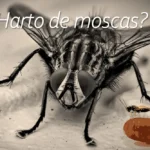 ID-Moscas_Domesticas