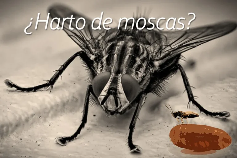 ID-Moscas_Domesticas