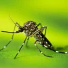 ID-Mosquitos